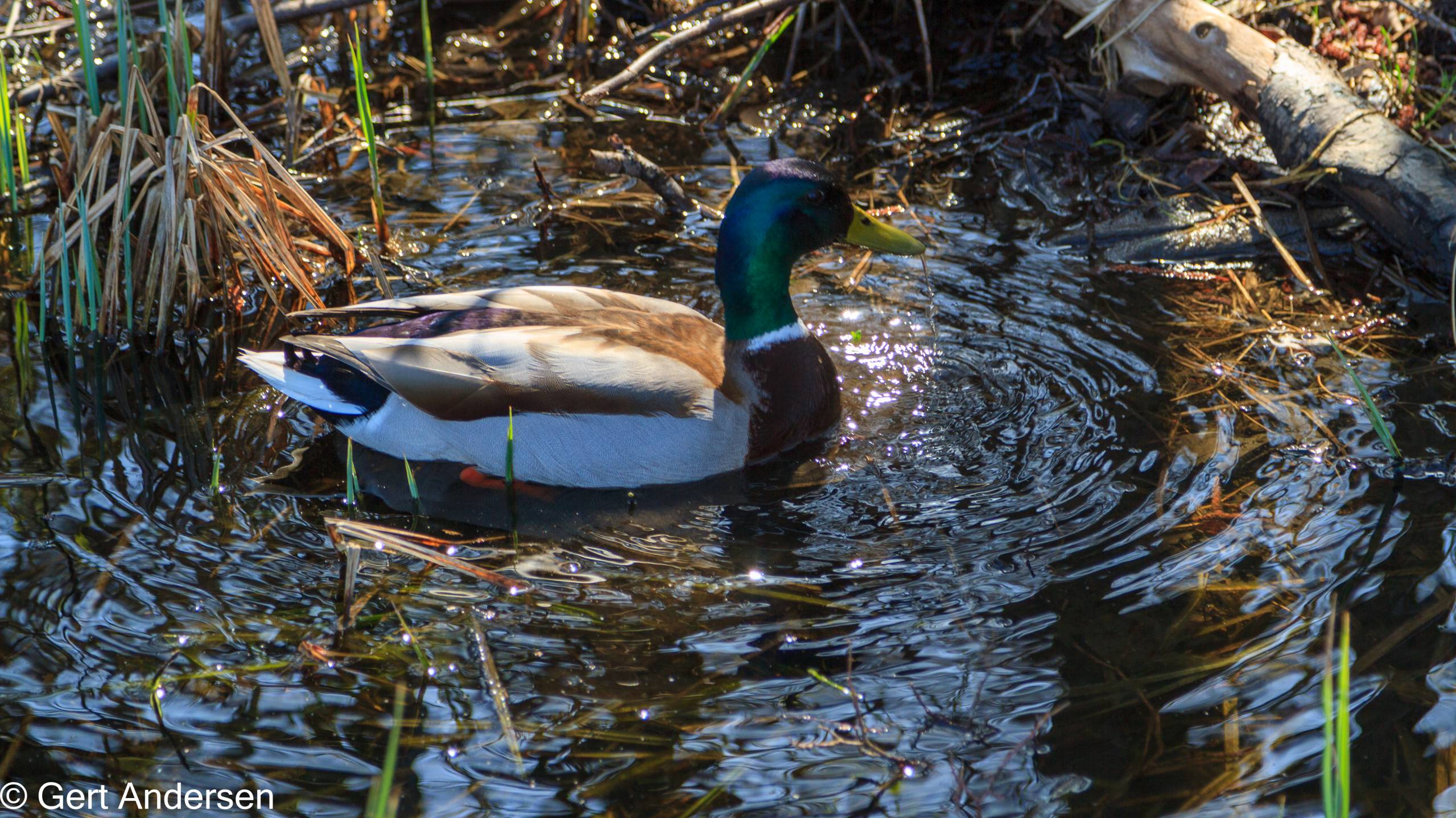 Lyngby Sø (29 of 37) compressed